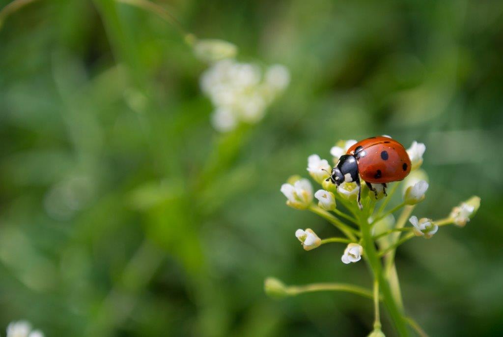 zoom sur mains d'une grand mère montrant ainsi son savoir faire